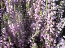 Calluna vulgaris 'Silver Knight'