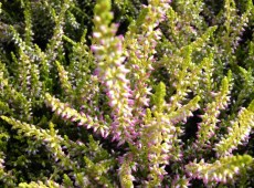 Calluna vulgaris 'Theresa' -S-