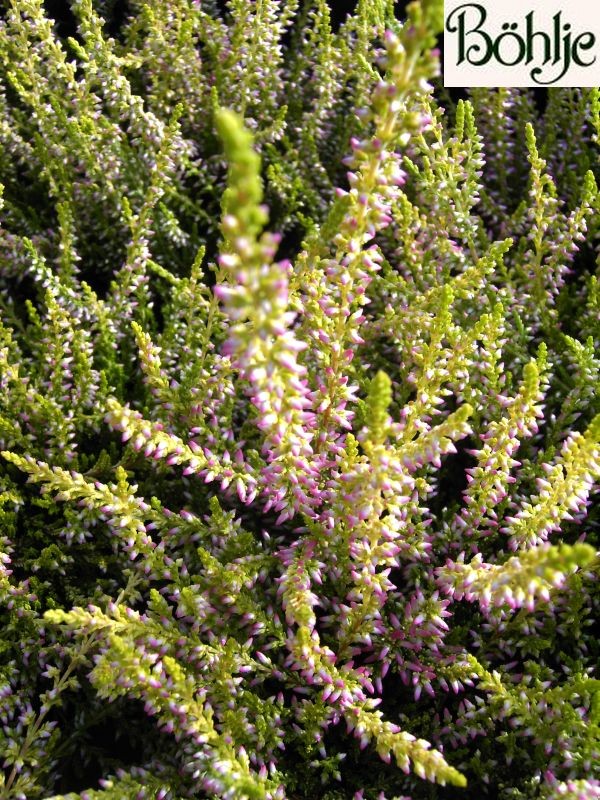 Calluna vulgaris 'Theresa' -S-