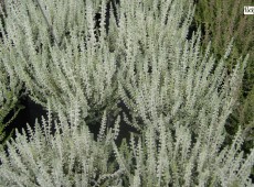 Calluna vulgaris 'Velvet Fascination'