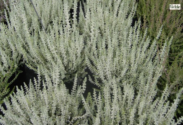 Calluna vulgaris 'Velvet Fascination'