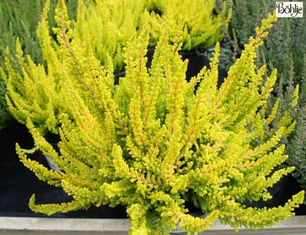 Calluna vulgaris 'Zoe' -S-