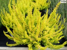 Calluna vulgaris 'Zoe' -S-