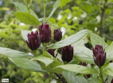 Calycanthus floridus -Gewürzstrauch-