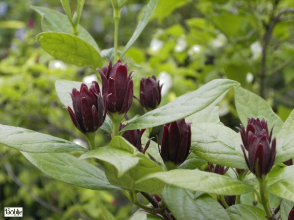 Calycanthus floridus -Gewürzstrauch-