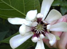 Calycanthus 'Venus'