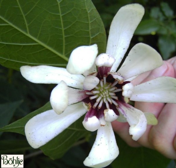 Calycanthus 'Venus'