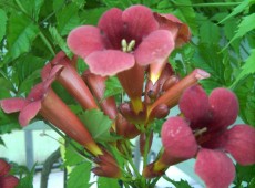 Campsis radicans 'Flamenco' -Trompetenblume-