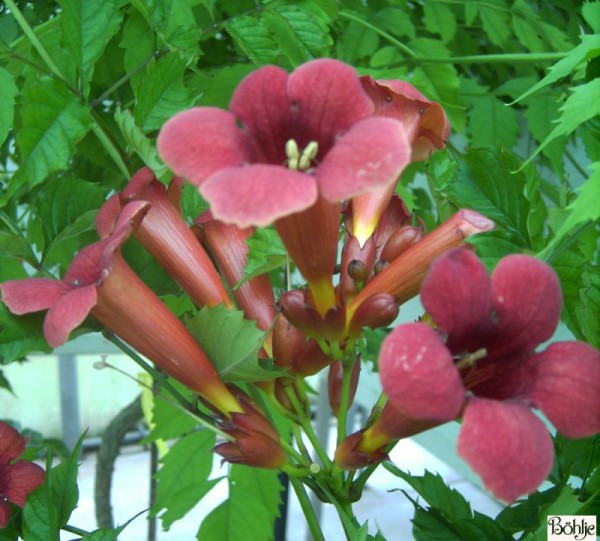 Campsis radicans 'Flamenco' -Trompetenblume-