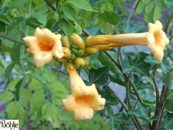 Campsis radicans 'Flava' -Trompetenblume-