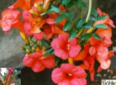 Campsis radicans -Trompetenblume-