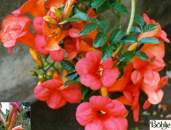 Campsis radicans -Trompetenblume-