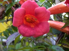 Campsis tagliabuana 'Mme. Galen' -Trompetenblume-