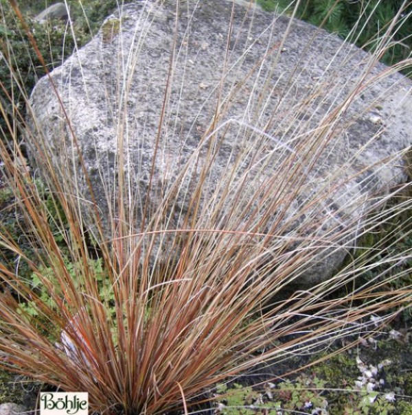 Carex buchananii -fuchsrote Segge-