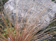 Carex buchananii -fuchsrote Segge-