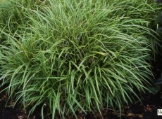 Carex morrowii 'Variegata' -weißbunte Japan Segge-