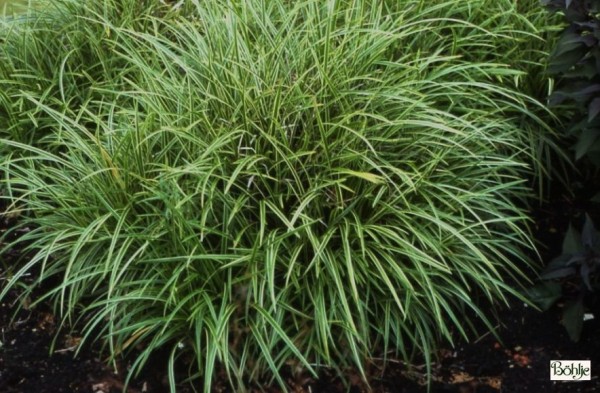 Carex morrowii 'Variegata' -weißbunte Japan Segge-