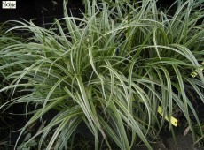 Carex morrowii var. foliosissima 'Silver Sceptre' -Teppich Japan Segge-