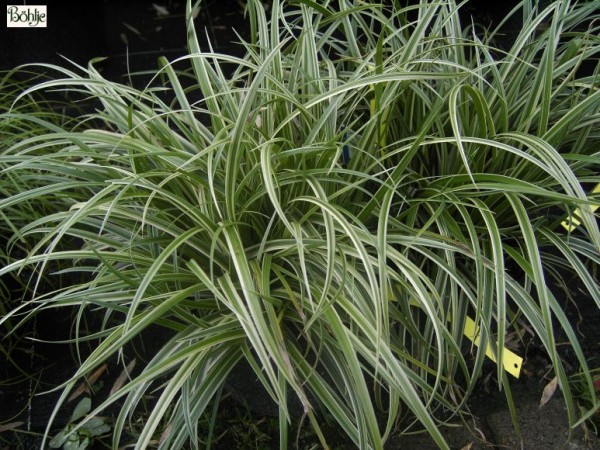 Carex morrowii var. foliosissima 'Silver Sceptre' -Teppich Japan Segge-