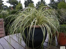 Carex oshimensis 'Evergold' -Grünlilien Segge-