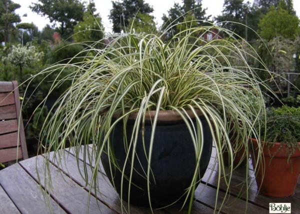 Carex oshimensis 'Evergold' -Grünlilien Segge-