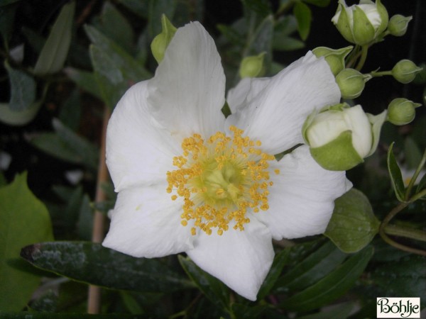 Carpenteria californica -Busch - Anemone-