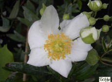 Carpenteria californica -Busch - Anemone-