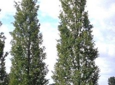 Carpinus betulus 'Fastigiata' -Säulenhainbuche-