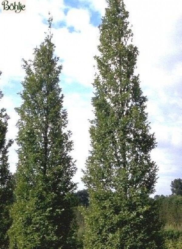 Carpinus betulus 'Fastigiata' -Säulenhainbuche-