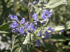 Caryopteris clandonensis 'Heavenly Blue' -Bartblume-