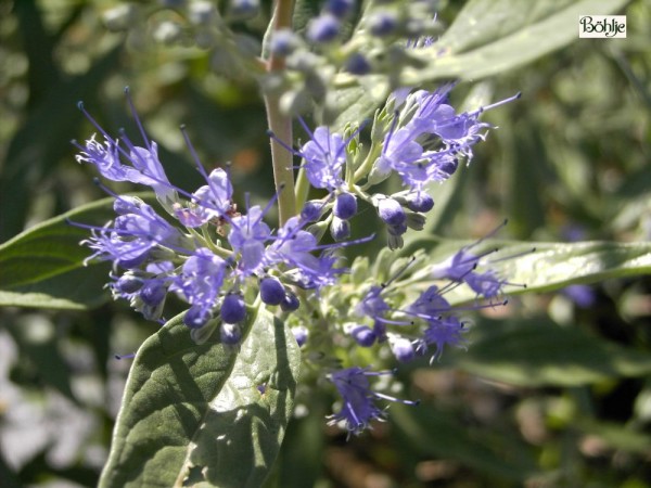 Caryopteris clandonensis 'Heavenly Blue' -Bartblume-