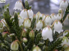 Cassiope 'Bearsden'  -Maiglöckchenheide-