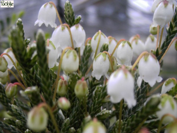 Cassiope 'Bearsden'  -Maiglöckchenheide-