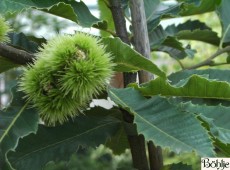 Castanea sativa -Eßkastanie / Marone-