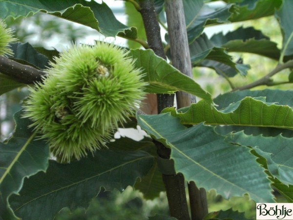 Castanea sativa -Eßkastanie / Marone-