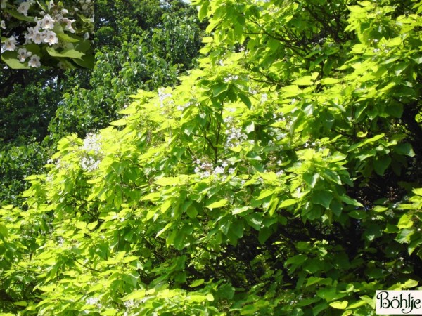 Catalpa bignonioides 'Aurea' -Trompetenbaum-