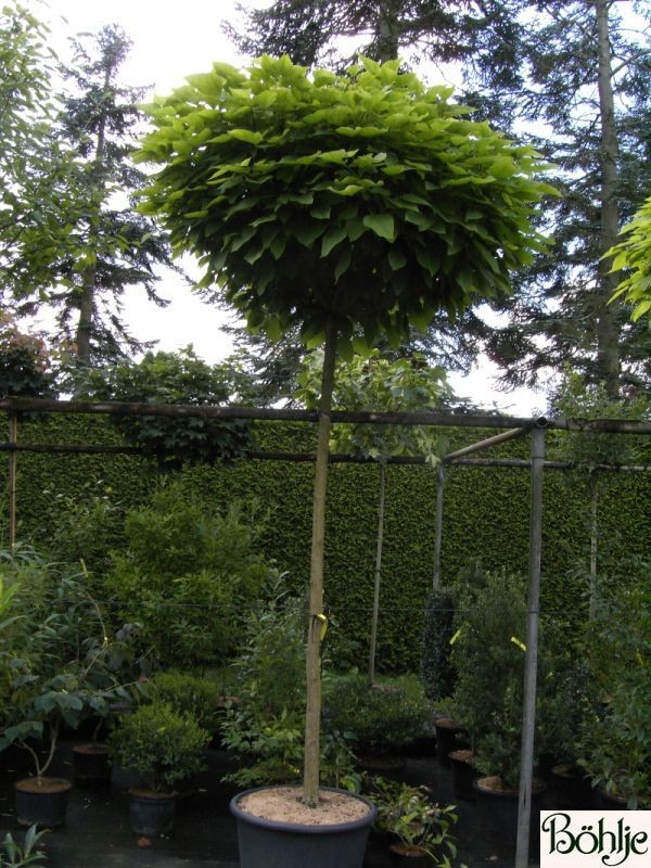 Catalpa bignonioides 'Nana' -Trompetenbaum-