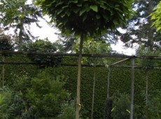 Catalpa bignonioides 'Nana' -Trompetenbaum-