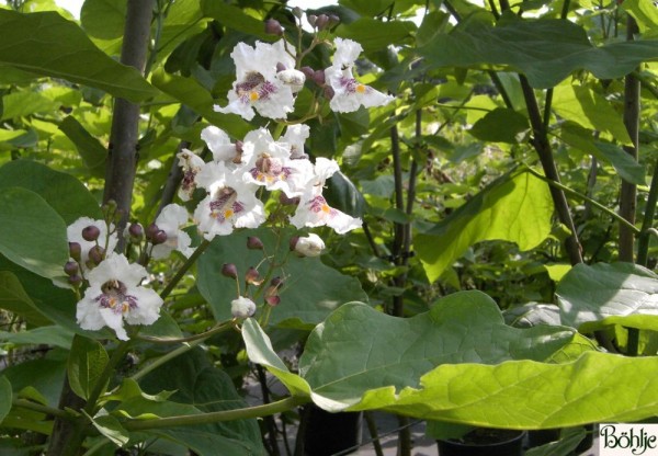 Catalpa bignonioides -Trompetenbaum-