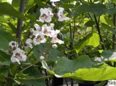 Catalpa bignonioides -Trompetenbaum-