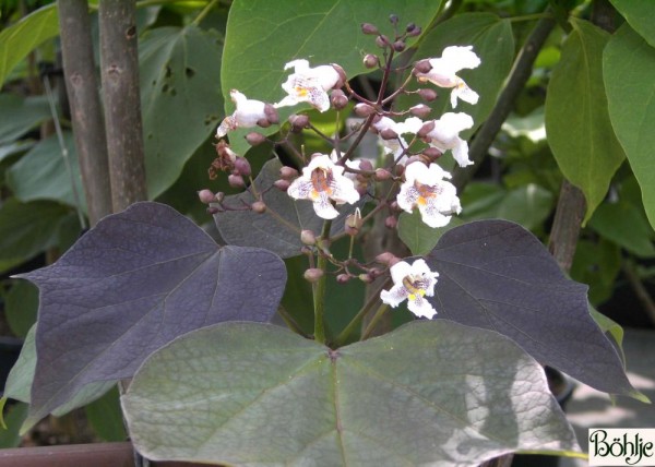 Catalpa erupubescens 'Purpurea' -Trompetenbaum-