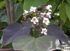 Catalpa erupubescens 'Purpurea' -Trompetenbaum-