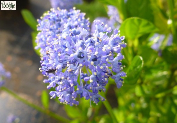 Ceanothus 'Burkwoodii' -Säckelblume-