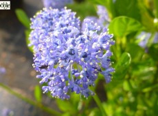 Ceanothus 'Burkwoodii' -Säckelblume-