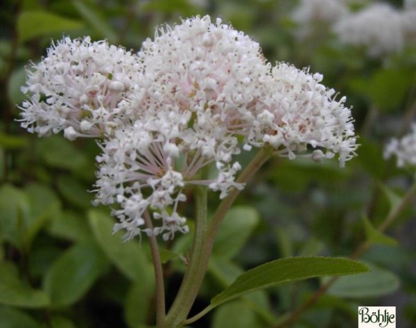 Ceanothus americanus -amerikanische Säckelblume-