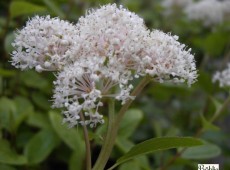 Ceanothus americanus -amerikanische Säckelblume-