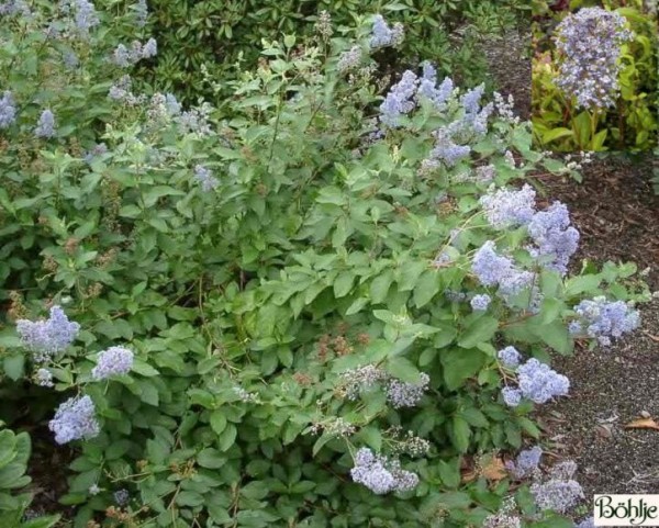 Ceanothus delilianus 'Glorie de Versailles' -Säckelblume-