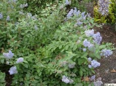 Ceanothus delilianus 'Glorie de Versailles' -Säckelblume-