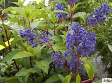 Ceanothus delilianus 'Henri Défossé' -Säckelblume-