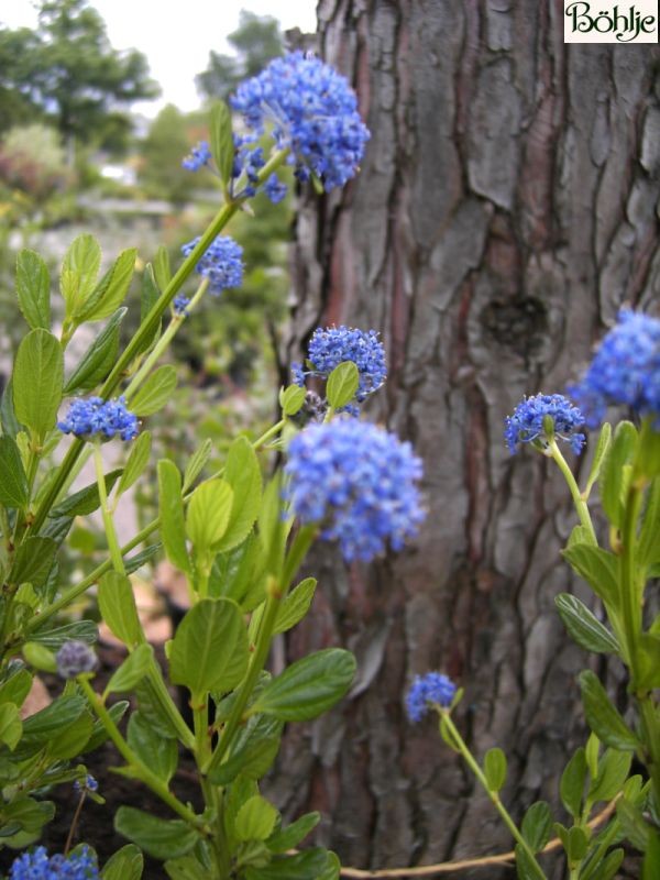 Ceanothus impressus 'Victoria' -Säckelblume-